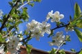 White flowers bloom from buds on a pear tree on a sunny spring day Royalty Free Stock Photo