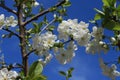 White flowers bloom from buds on a pear tree on a sunny spring day Royalty Free Stock Photo