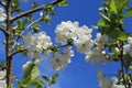 White flowers bloom from buds on a pear tree on a sunny spring day Royalty Free Stock Photo