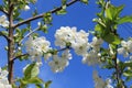 White flowers bloom from buds on a pear tree on a sunny spring day Royalty Free Stock Photo