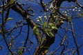 White flowers bloom from buds on a pear tree on a sunny spring day Royalty Free Stock Photo