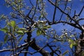 White flowers bloom from buds on a pear tree on a sunny spring day Royalty Free Stock Photo