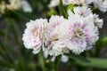 White flowers bloom in the garden with blurred background Royalty Free Stock Photo