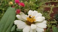 The white flowers that bloom in the morning are overrun by insects