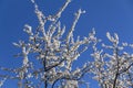 White flowers bloom in the trees. Spring landscape with blooming sakura tree. Beautiful blooming garden on a sunny day Royalty Free Stock Photo