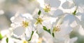 White flowers of blooming apple tree in spring time on a sunny day on blurred background. Royalty Free Stock Photo