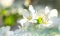 White flowers of blooming apple tree in springtime on a sunny day. Royalty Free Stock Photo