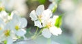 White flowers of blooming apple tree in springtime on a warm sunny day. Royalty Free Stock Photo