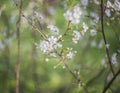 White flowers on blooming appletree