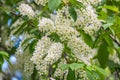 White flowers blooming bird cherry. Close-up of a Flowering Prunus padus Tree with White Little Blossoms Royalty Free Stock Photo