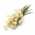 Isolated White Snowflake Flower Bunch On White Background