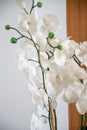 White flowers blooming on a branch, interior of a house