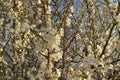 White flowers and blooming buds on the branches  abundantly blossoming plum Royalty Free Stock Photo