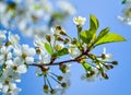 White flowers of a blooming cherry on a spring day against a blue sky. A bee above the flower Royalty Free Stock Photo