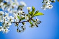 White flowers of a blooming cherry on a spring day against a blue sky. A bee above the flower Royalty Free Stock Photo