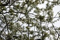 White flowers blooming fruit trees in spring close-up with blurred background