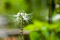 White flowers blooming on green Royalty Free Stock Photo