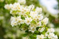 White flowers blooming jasmine bush bush closeup background flora spring design Royalty Free Stock Photo
