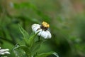 White flowers that are blooming in the rainy