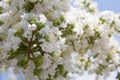 Beautiful white blooms on a tree Royalty Free Stock Photo