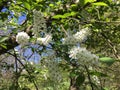 White flowers on the branches of tree in the park Royalty Free Stock Photo