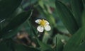 White flowers and flower buds on a blooming wild strawberry bush