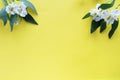 White flowers blossom on yellow background