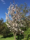 White flowers on the branches of japanese flowering cherry Royalty Free Stock Photo