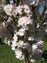 White Flowers On The Branches Of Japanese Flowering Cherry