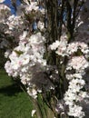 White flowers on the branches of japanese flowering cherry Royalty Free Stock Photo