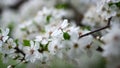 White flowers blossom on sakura tree at springtime. Cherry tree blooming Royalty Free Stock Photo