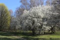 White flowers blossomed on a cherry tree in a spring park A flowering tree adorns the outdoor with its whiteness.