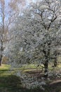 White flowers blossomed on a cherry tree in a spring park A flowering tree adorns the outdoor with its whiteness.