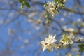 White flowers blossoming on the branch of wild tree Royalty Free Stock Photo