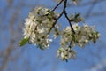 White flowers blossoming on the branch of wild tree Royalty Free Stock Photo