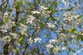 White flowers blossoming on the branch of wild tree Royalty Free Stock Photo