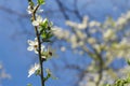 White flowers blossoming on the branch of wild tree Royalty Free Stock Photo