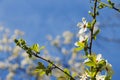 White flowers blossoming on the branch of wild tree Royalty Free Stock Photo