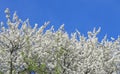 White flowers blossoming on the branch of wild tree Royalty Free Stock Photo