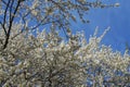 White flowers blossoming on the branch of wild tree Royalty Free Stock Photo