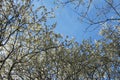 White flowers blossoming on the branch of wild tree Royalty Free Stock Photo