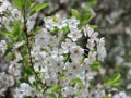 White flowers blossoming cherry orchard Royalty Free Stock Photo