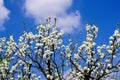 White flowers of a blossoming plum tree against a blue sky in the spring sunshine Royalty Free Stock Photo
