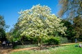 White flowers blossoming tree in Kensington Gardens, London