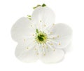 white flowers blossoms isolated on white background. cherry flower Royalty Free Stock Photo