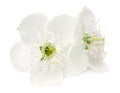 white flowers blossoms isolated on white background. cherry flower Royalty Free Stock Photo