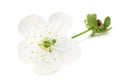 white flowers blossoms isolated on white background. cherry flower Royalty Free Stock Photo