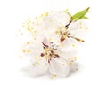 white flowers blossoms isolated on white background. cherry flower Royalty Free Stock Photo