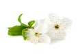 white flowers blossoms isolated on white background. cherry flower Royalty Free Stock Photo