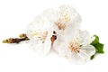 white flowers blossoms isolated on white background. cherry flower Royalty Free Stock Photo